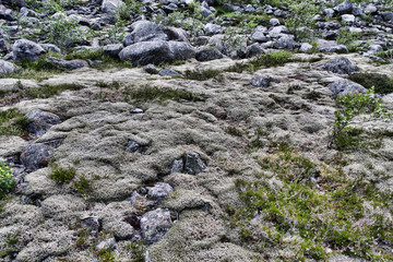 Carpet of moss on rocks, Norway