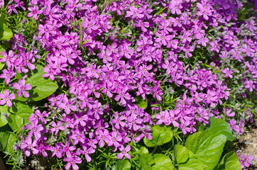 Blooming Phlox subulate (lat. Phlox subulata), background