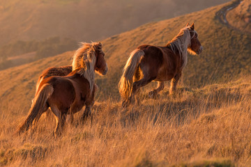 horses