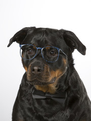 Rottweiler portrait in a studio. Funny dog wearing glasses and a black bow.