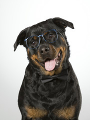 Rottweiler portrait in a studio. Funny dog wearing glasses and a black bow. The dog is tilting it's head.