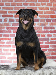 Rottweiler portrait in a studio. Red brick wall in the background