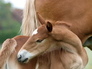 Pretty Foal