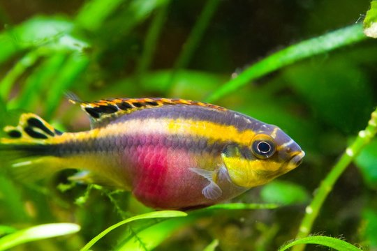 Pelvicachromis pulcher young female of freshwater fish from Africa, photo