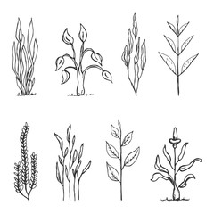 set of hand drawings isolated. botanical vintage plants sketches
