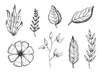 set of hand drawings isolated botanical vintage plants sketches