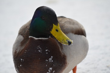 Duck