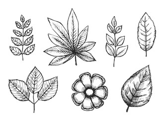 set of hand drawings isolated. botanical vintage plants