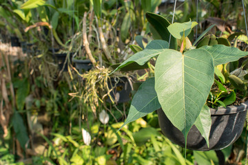 Bo leaf  in a pot with sunlight and natural background