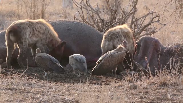 iena animale selvatico