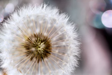 Rolgordijnen dandelion flower with seeds ball close up in purble background vertical view © RSQB