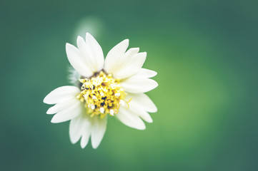 Small white flower, Thailand flora