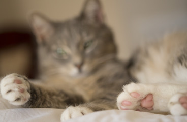 gray cat close up paws