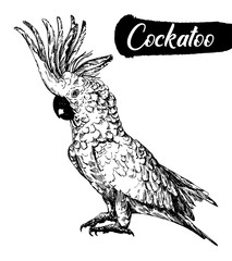 Hand drawn sketch of cockatoo parrot. Vector illustration isolated on white background. © Ecaterina Sciuchina