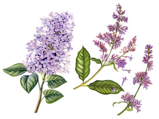 Watercolor painted lilac flower. Can be used as print, postcard, invitation, greeting card, packaging design, element design and so on.