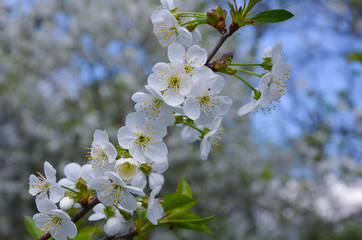 Ветка вишни с белыми цтетками.