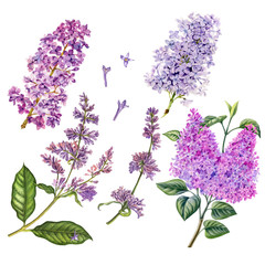 Watercolor hand painted lilac branchesset. Can be used as print, postcard, poster, wedding invitation, greeting card, packaging design, label, textile, stickers, book or magazine illustration.