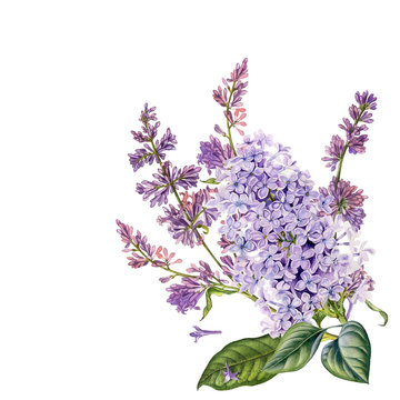 Lilac flower botanical illustration. Watercolor hand drawn purple lilac bouquet. Can be used as print, postcard, invitation, greeting card, textile, book,magazine or web illustration and so on.