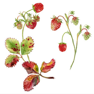 Watercolor hand painted strawberries branches botanical illustration. Can be used as print, postcard, invitation, greeting card, packaging design, textile and so on.