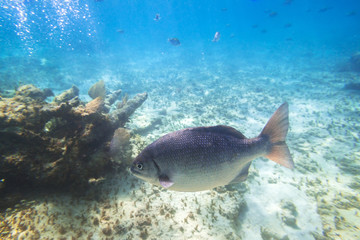 Naklejka na ściany i meble Fishes swimming in the Caribbean Sea of Mexico