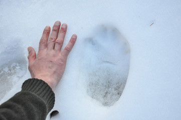 Wolf trails in snow next to a man hand. Size of a wolf's trails in snow