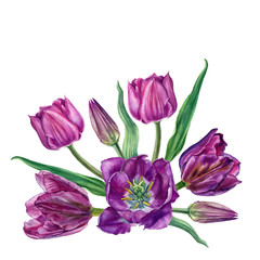 Purple tulips bouquet. Watercolor hand painted botanical illustration. Can be used as print, postcard, invitation, greeting card, textile, fabric, and so on.