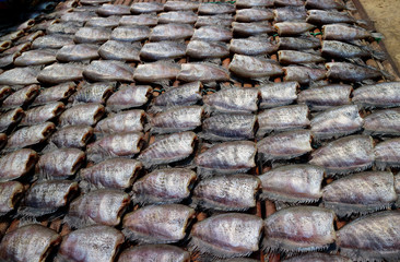 Trichogaster pectoralis,Fish is one of the most popular foods in Thailand.