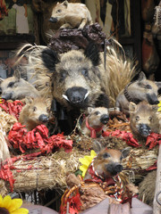family of wild boar in a group