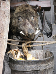big boar eating panicles