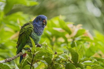 Small parrot, Amazon / Brazil