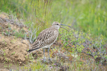 Bekassine (Gallinago gallinago) in isländischer grüner Landschaft 