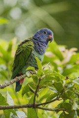 Small parrot, Amazon / Brazil