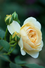 Fresh yelow rose
