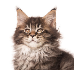 Maine Coon kitten