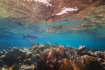 Fishes swimming in the Caribbean Sea of Mexico