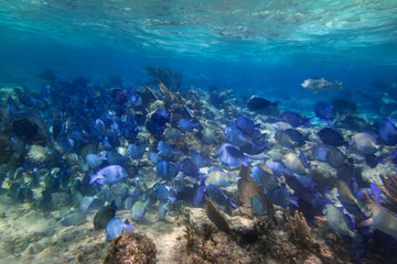 Shoal of blue fishes in the Caribbean Sea of Mexico