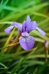 Blue flower of Iris Sibirica in the grass