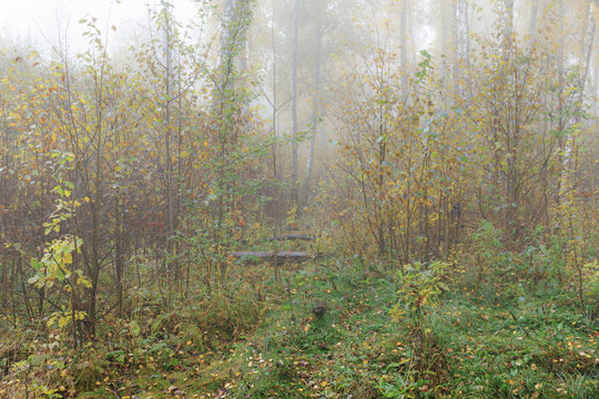 Misty morning in the woods in the fall. Morning, autumn. Birch grove near the city. © sema001