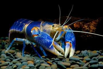Crayfish volcano blue