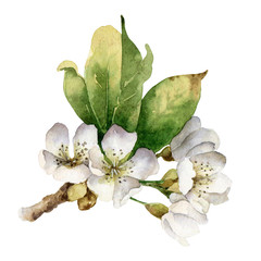 Isolated flowering branch