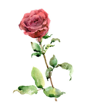 Watercolor rose on white background