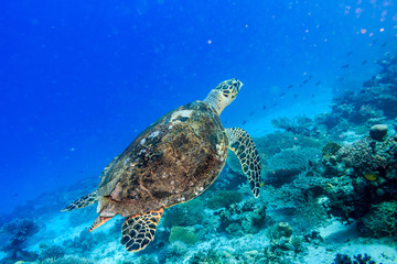 Hawksbill sea turtle. Red sea. Egypt.
