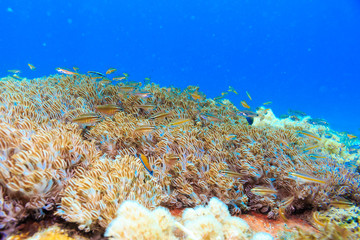 A flock of fish on the coral ocean floor. The Island Of Mindoro. Philippines.