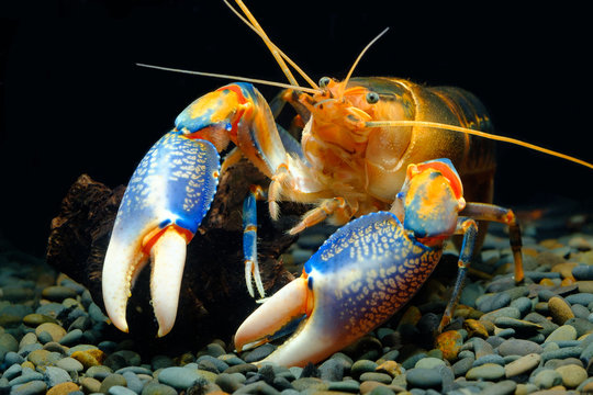 cherax yabby volcano