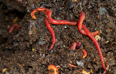 Earthworms crawling in compost