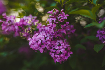 Extreme close-up of Syringa lilac flower