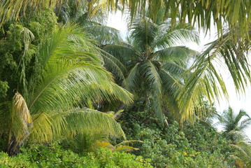 Maldives Palms