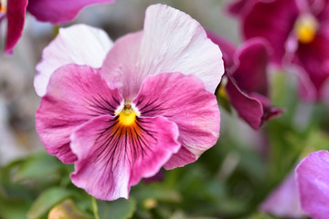 Obraz premium Purple pansy