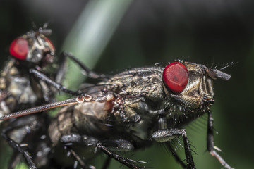 Super Macro World