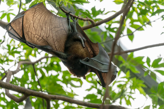 Flying fox hanging in a palm tree at the zoo in Leipzig, Germany